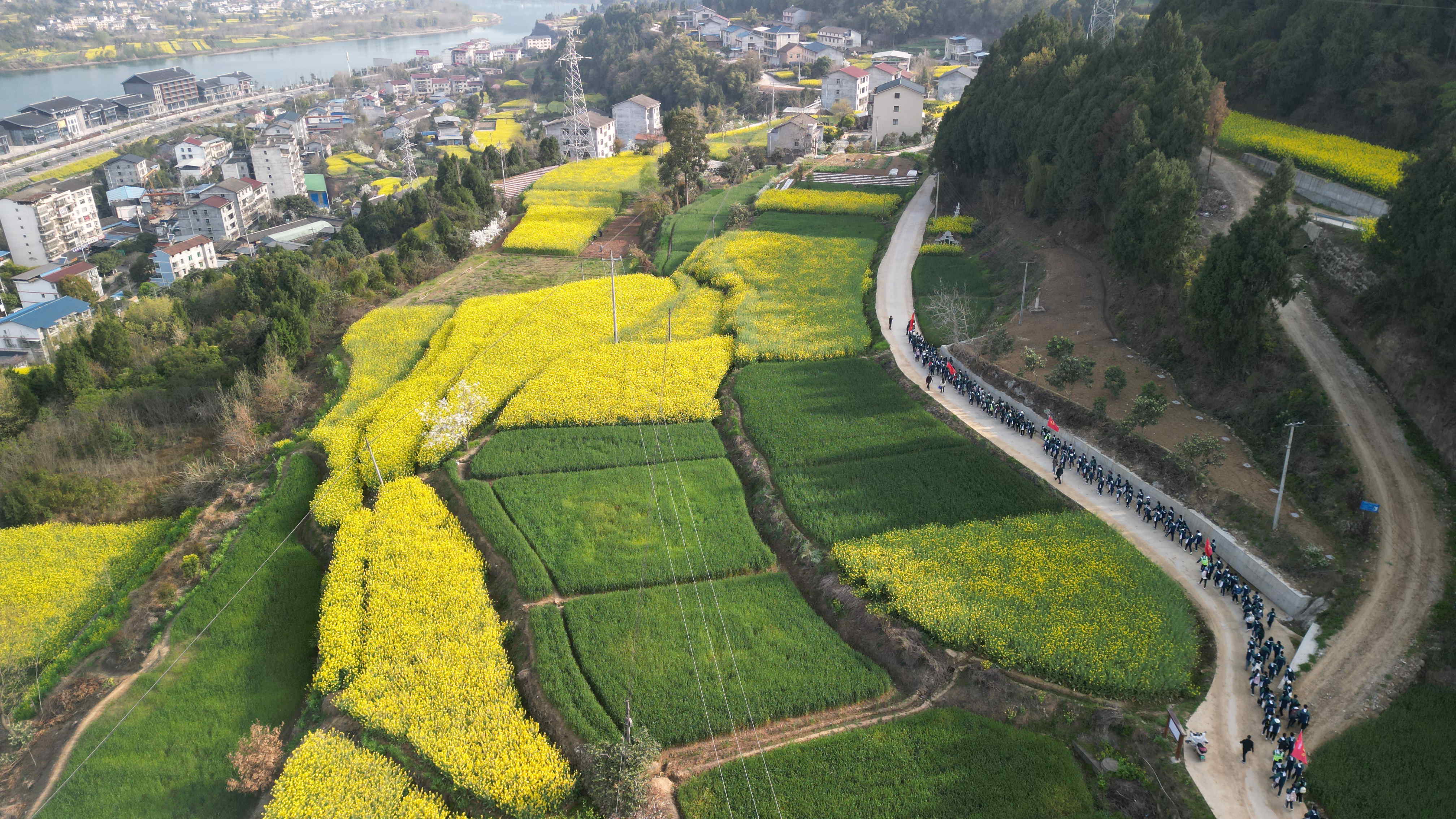 献县油菜花具体位置图片